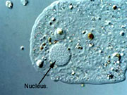 Nucleus